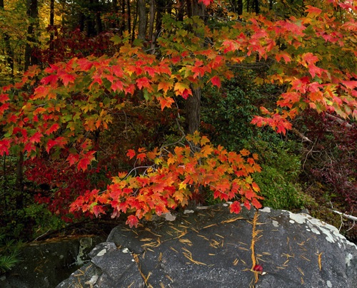 Sugar Maple, Sterling Forest State Park, NY (MF).jpg